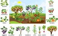 Landscape with vegetable garden. Puzzle with different vegetable and fruit agricultural plants with ripe harvest and Royalty Free Stock Photo